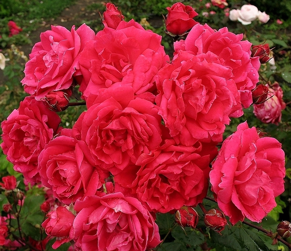 канадская роза Александр Маккензи